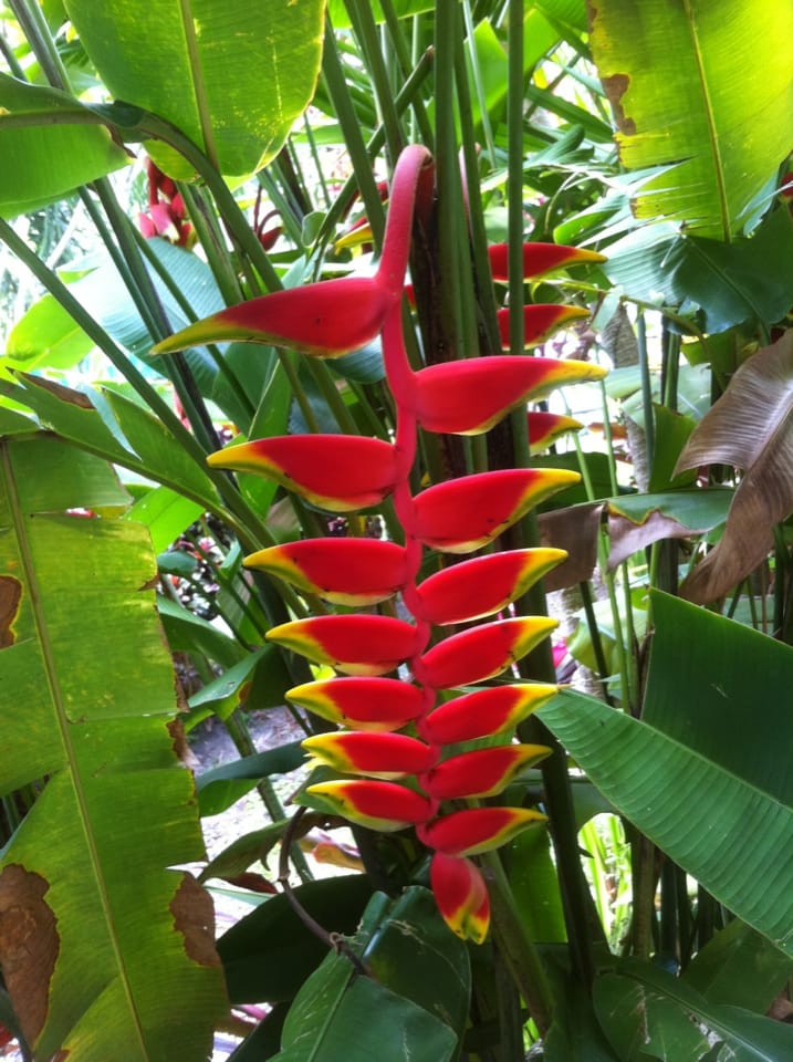 Crab claw flower