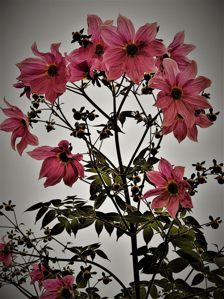 Pink tree blossoms